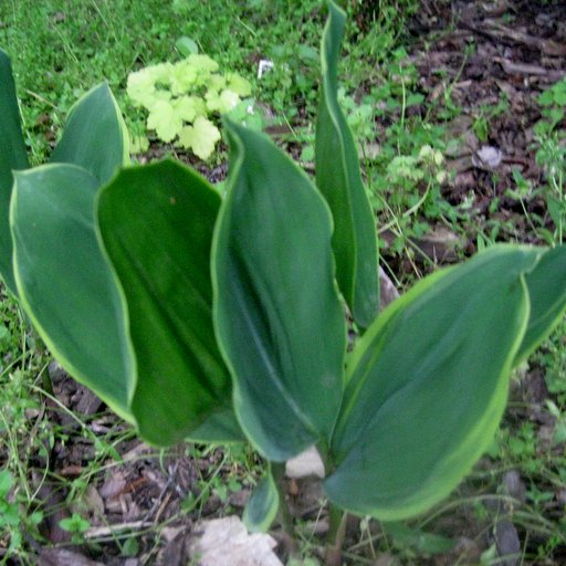 Convallaria majalis 'Creme Da Mint'